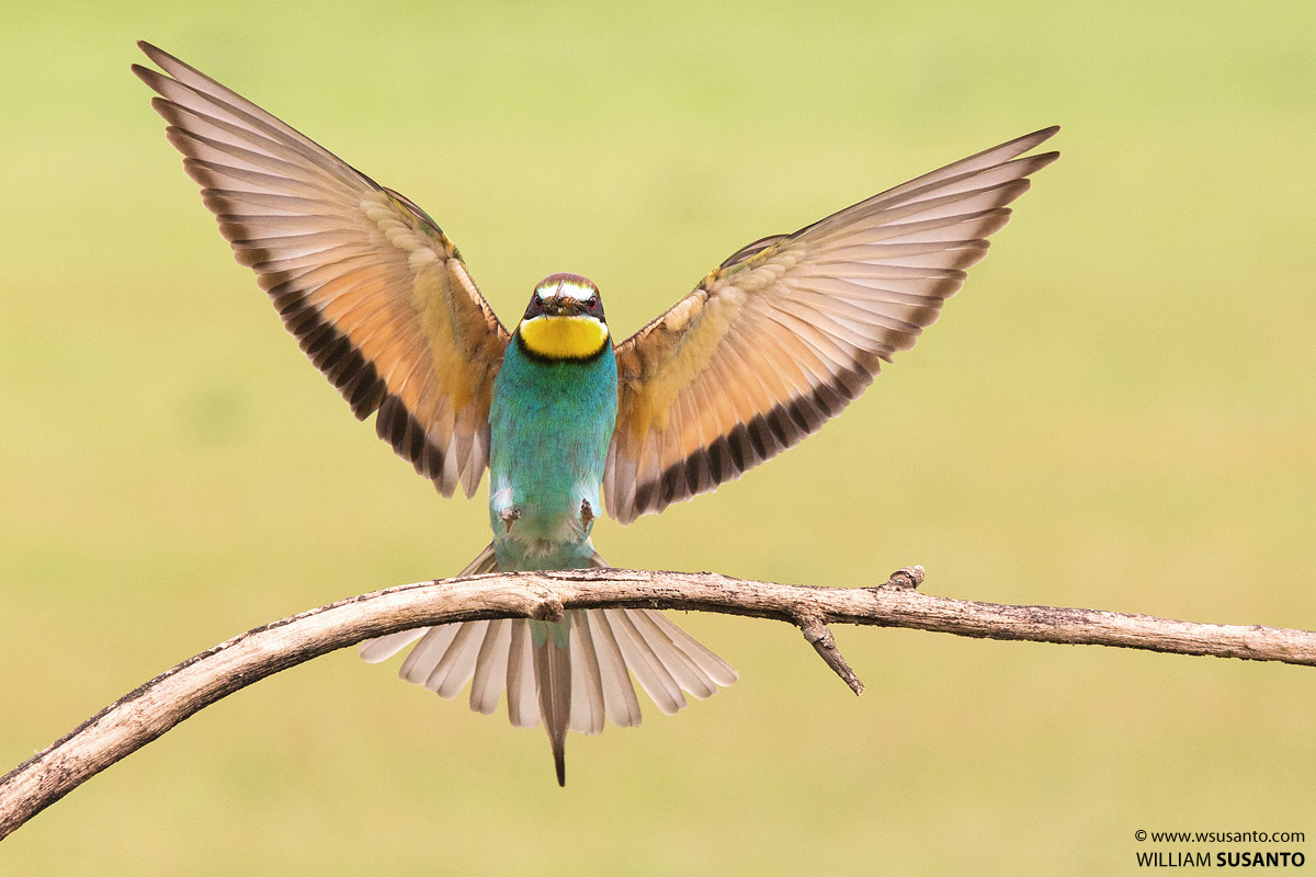 European Bee-Eater