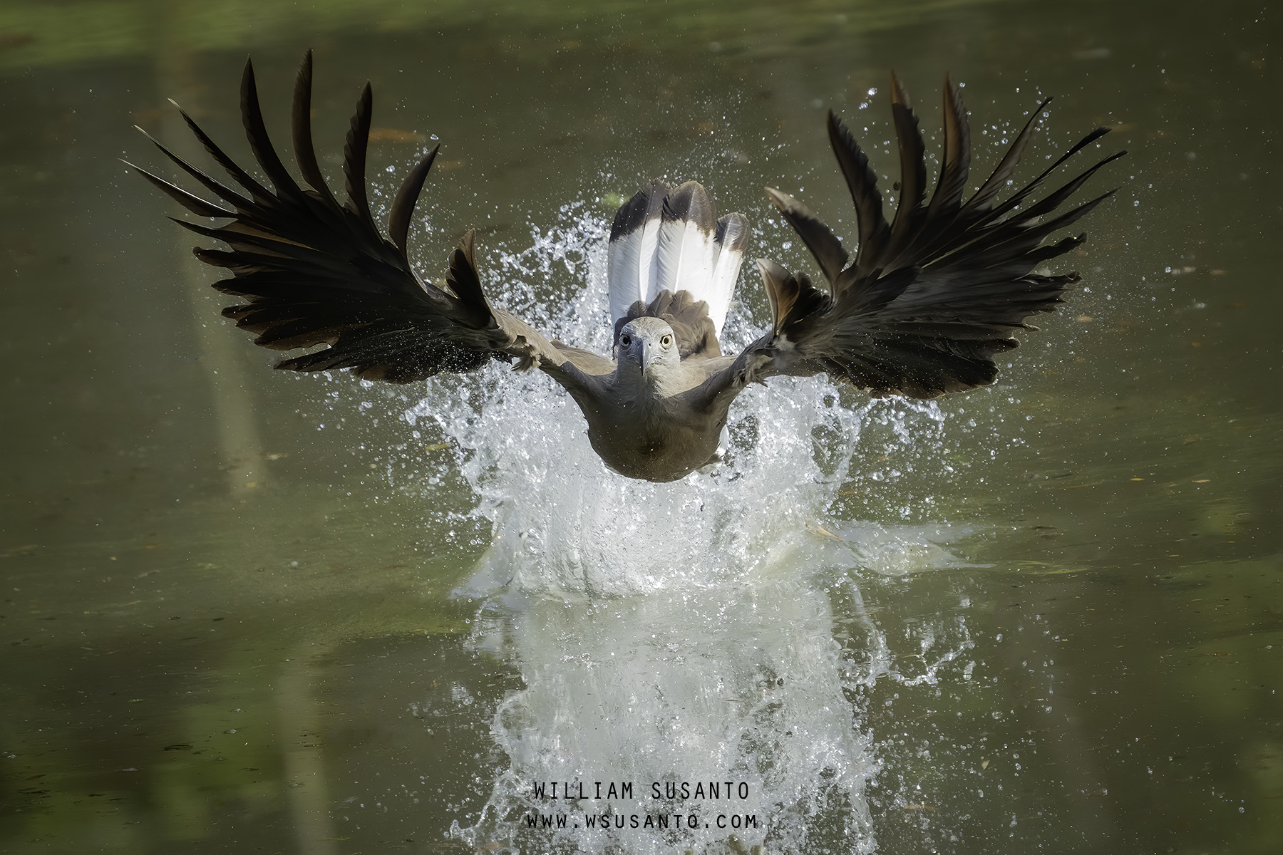 Grey-headed Fish-eagle