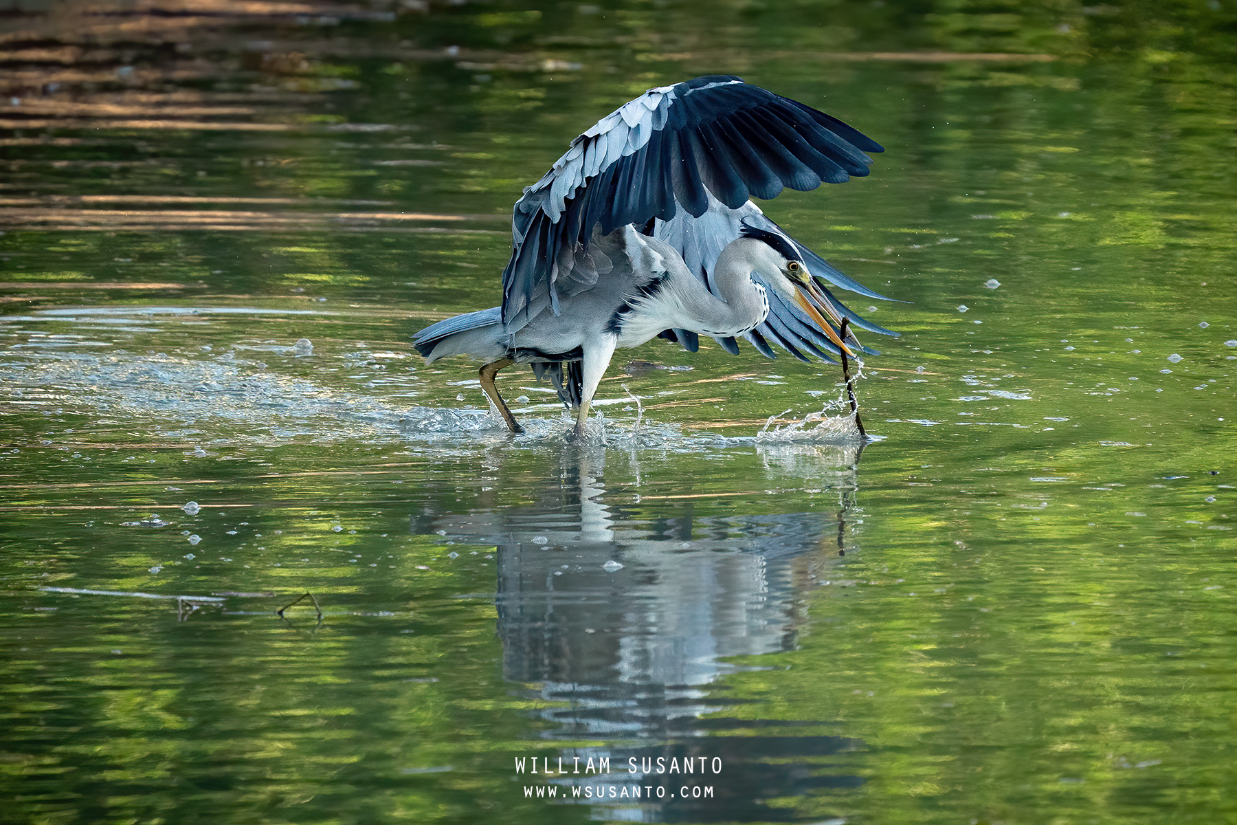 Grey Heron