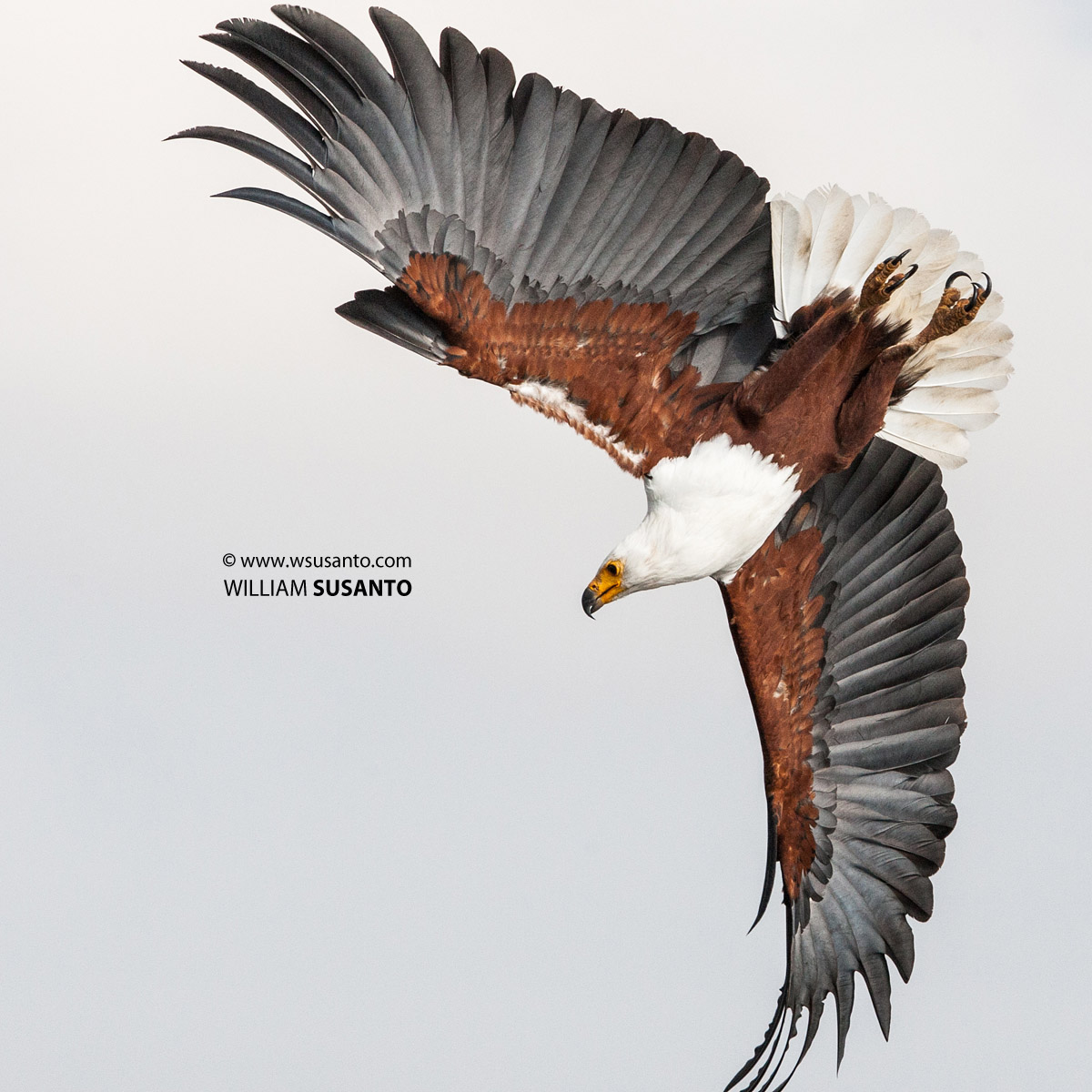 African Sea-Eagle