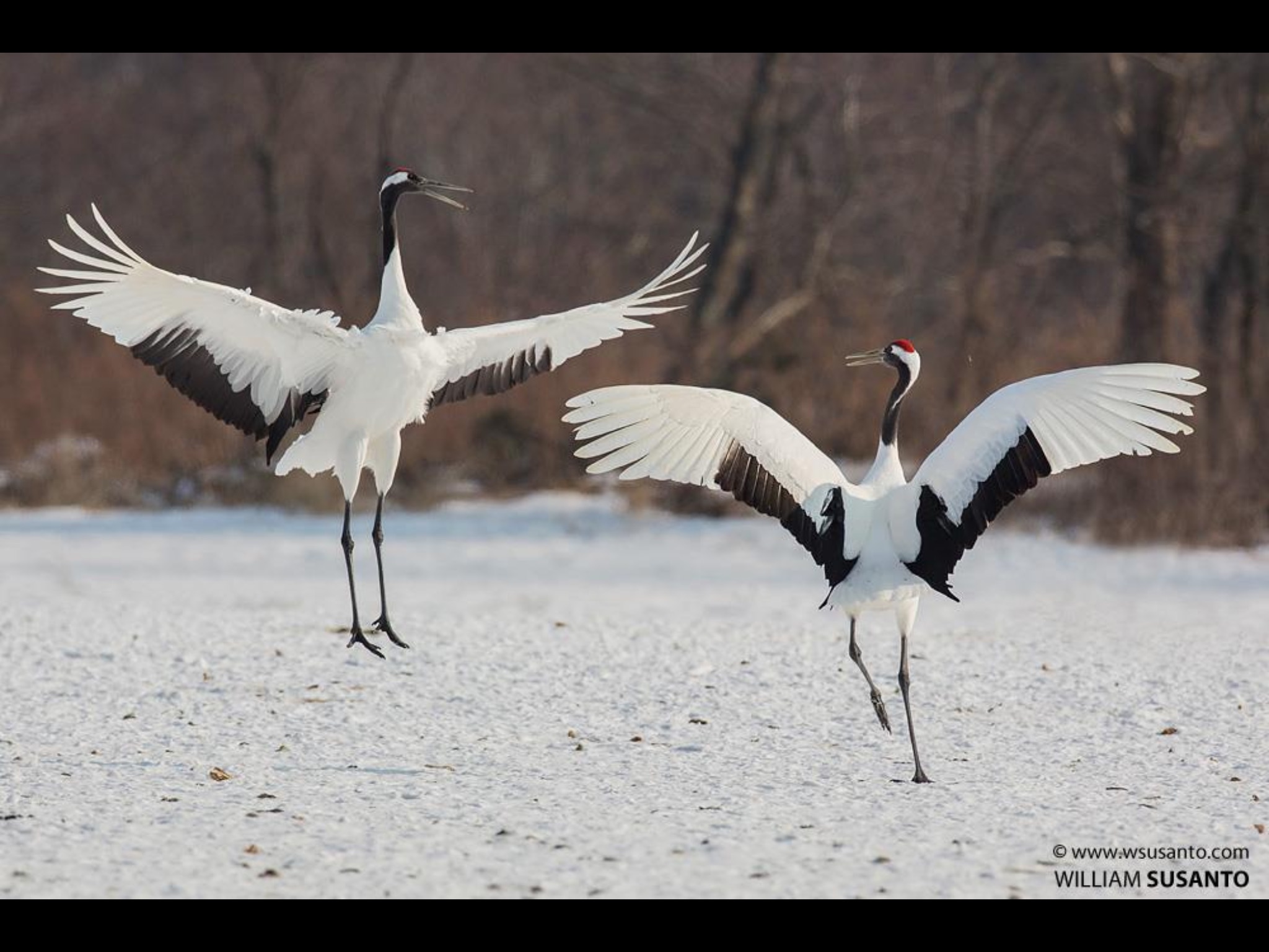 Mating Crane II