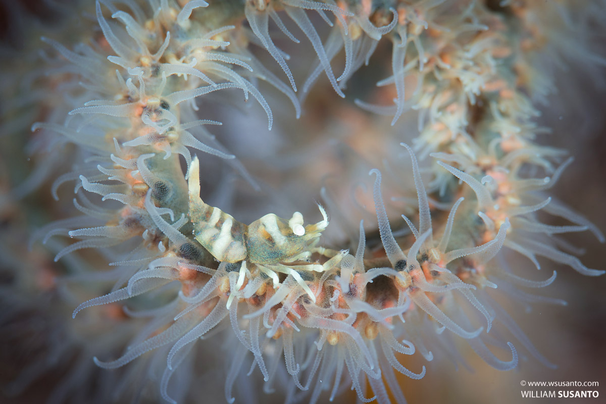 Whip Coral Shrimp
