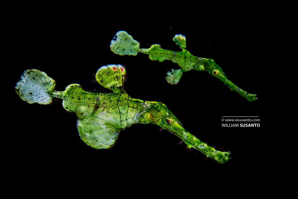 Halimeda Ghost Pipefish
