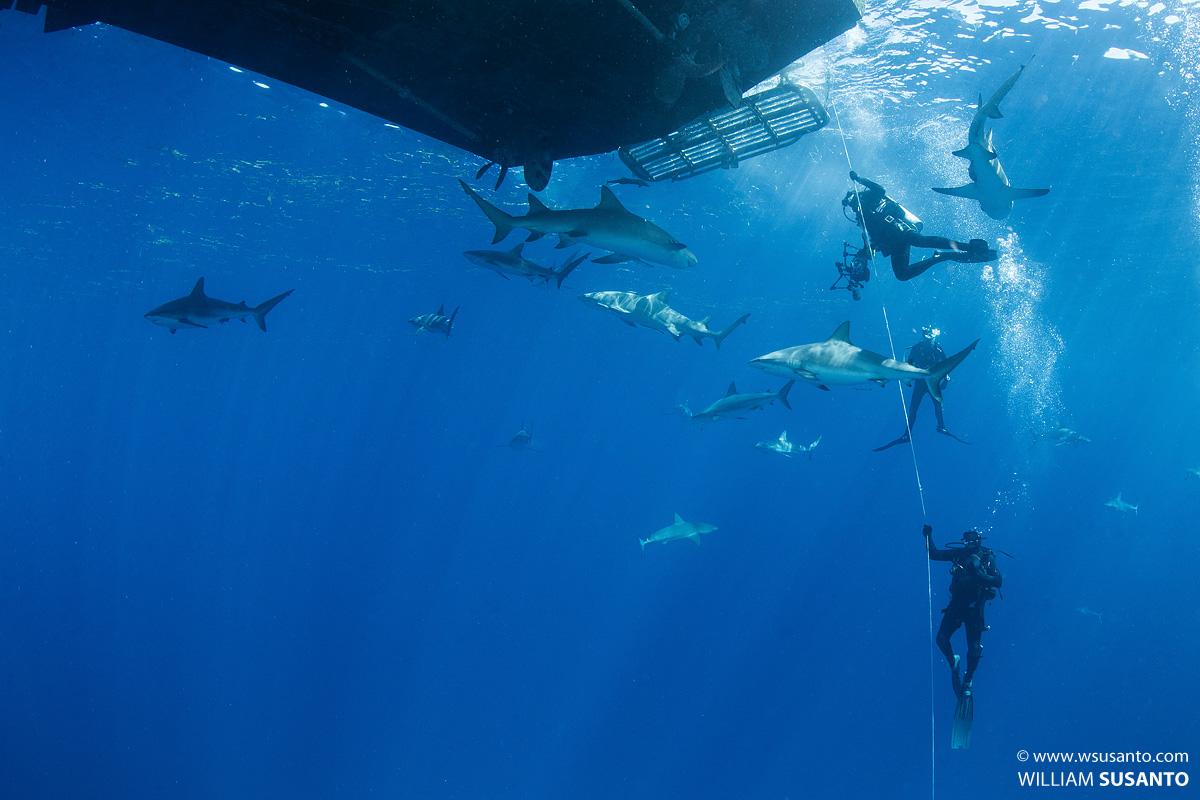 Safety Stop- Jim Abernathy