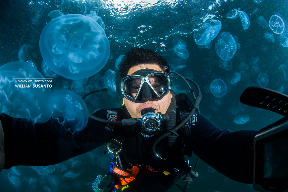 Moon Jellyfish Bloom