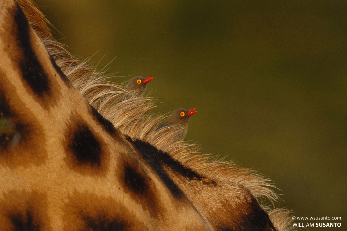 Red-billed Oxpeckers