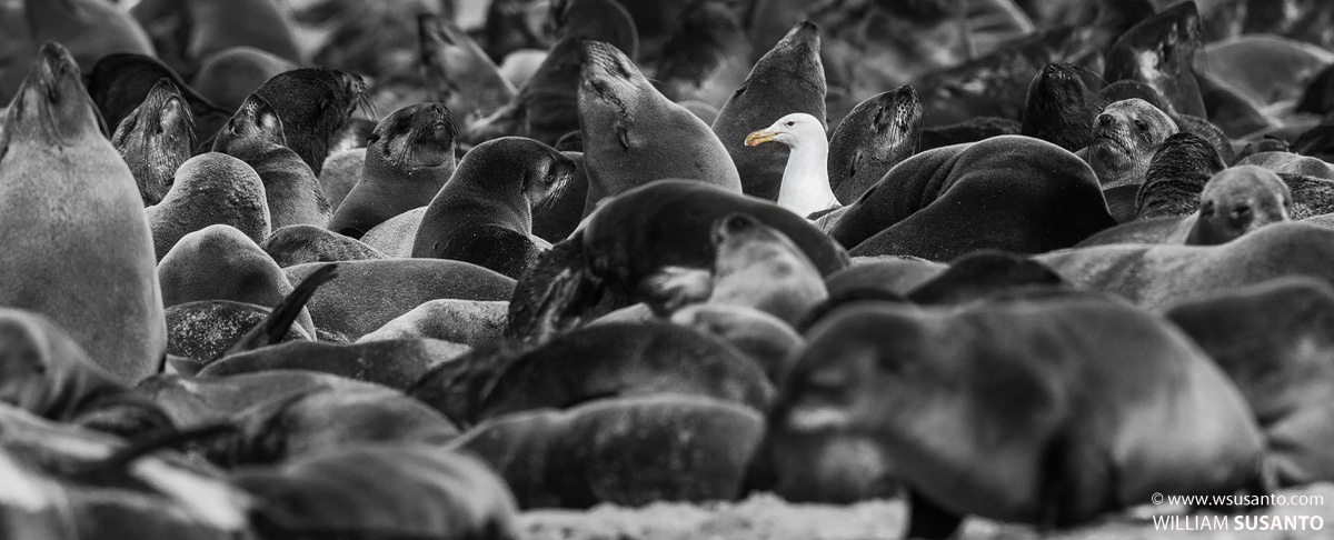 Odd One Out