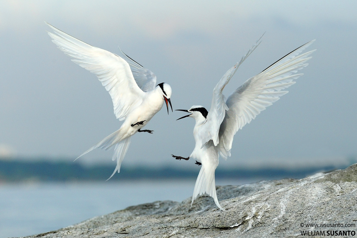 Black-naped Terns