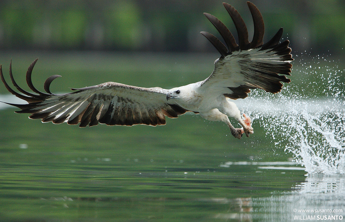 White-bellied Sea-eagle