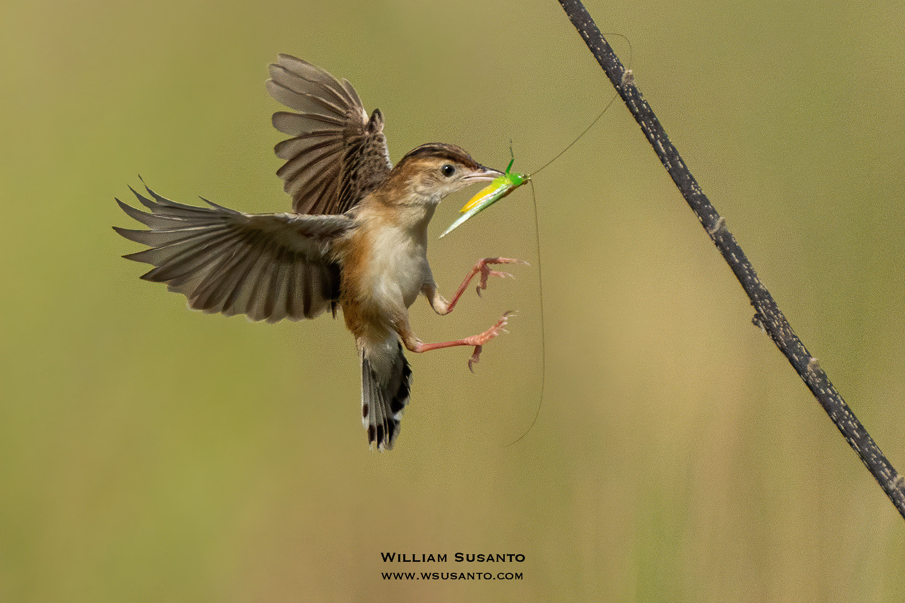 Zitting Cisticola
