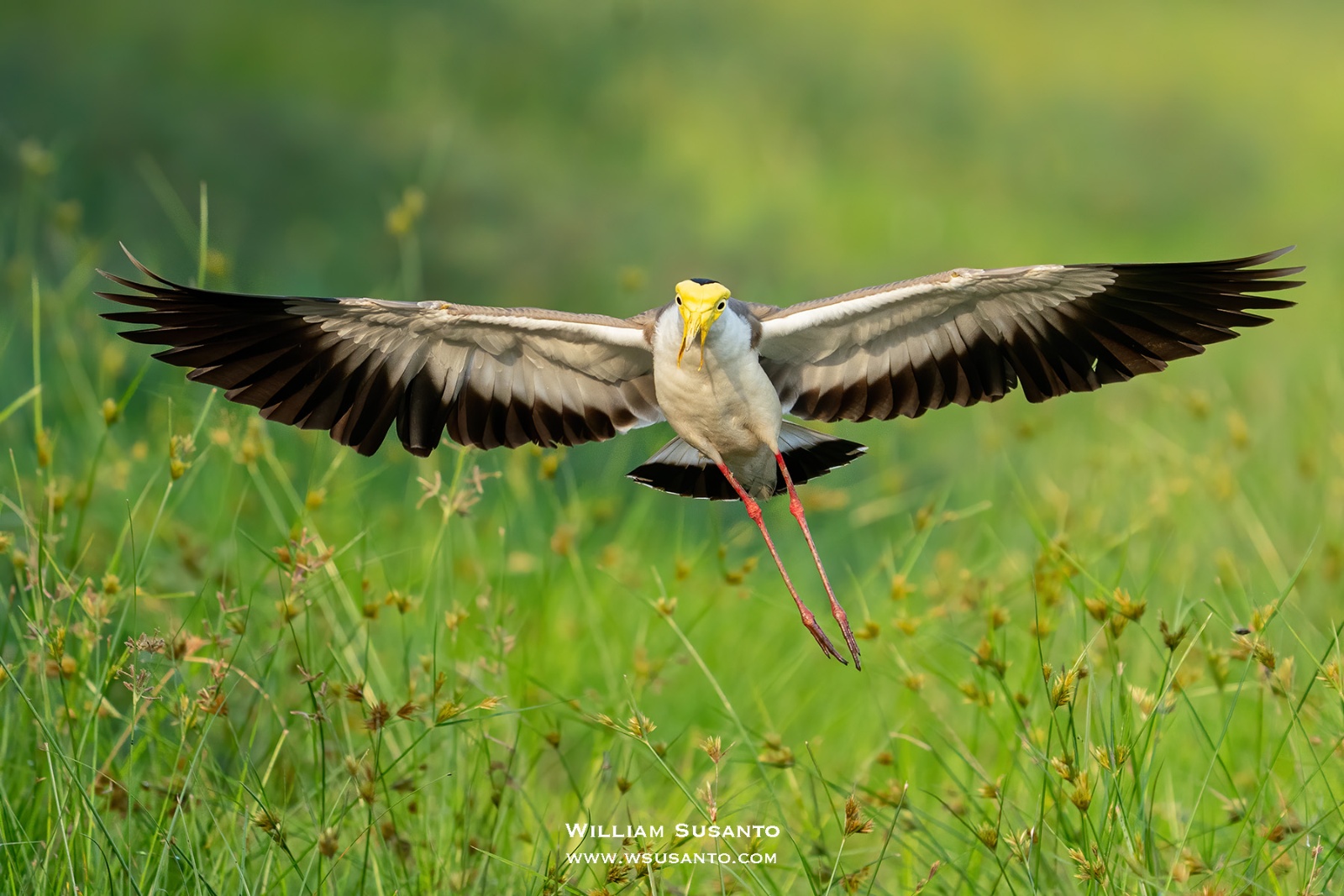 Masked Lapwing