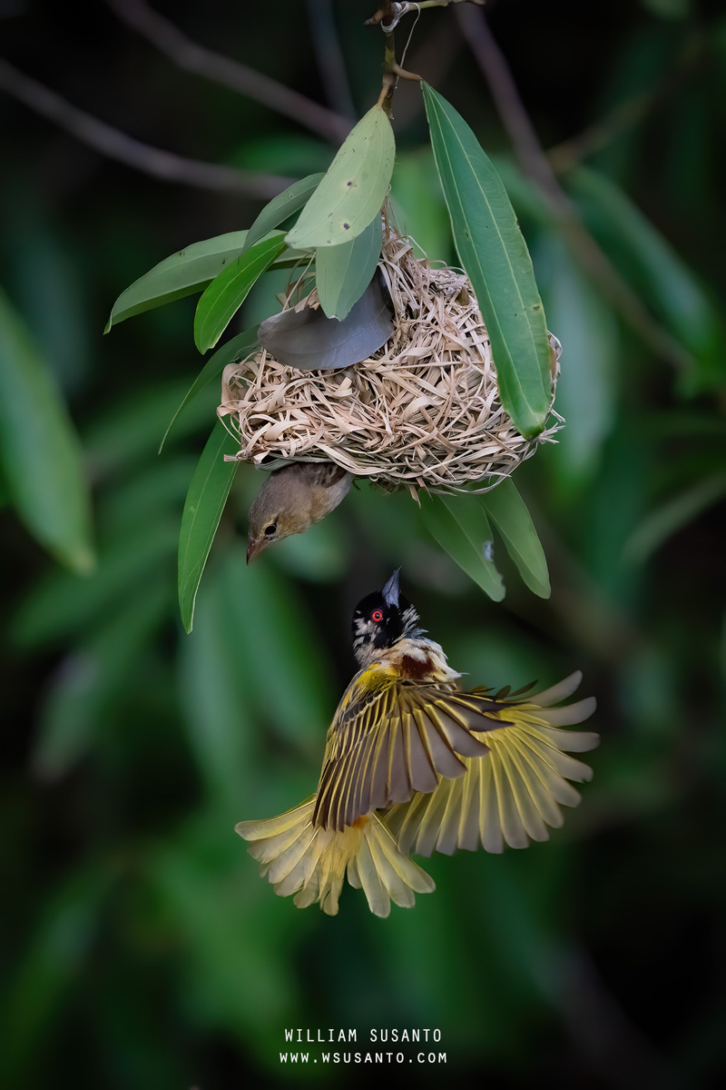 Golden-backed Weaver