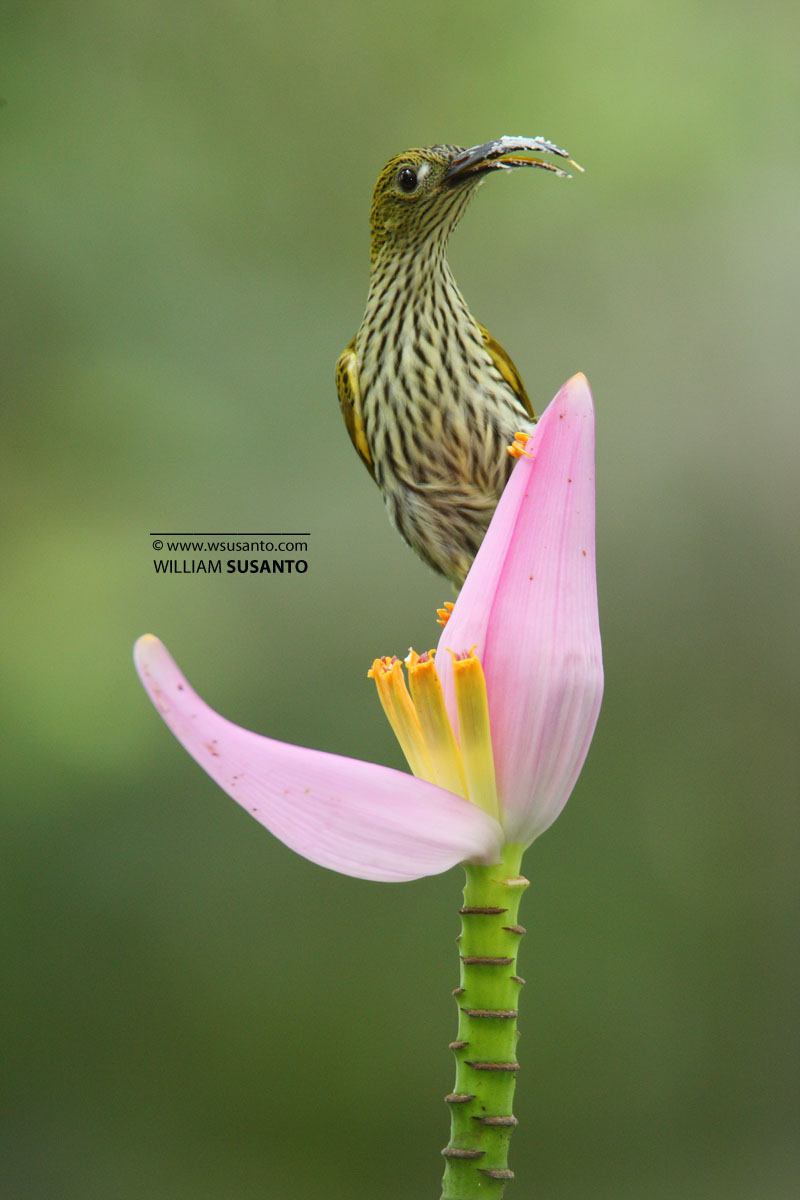 Spiderhunter