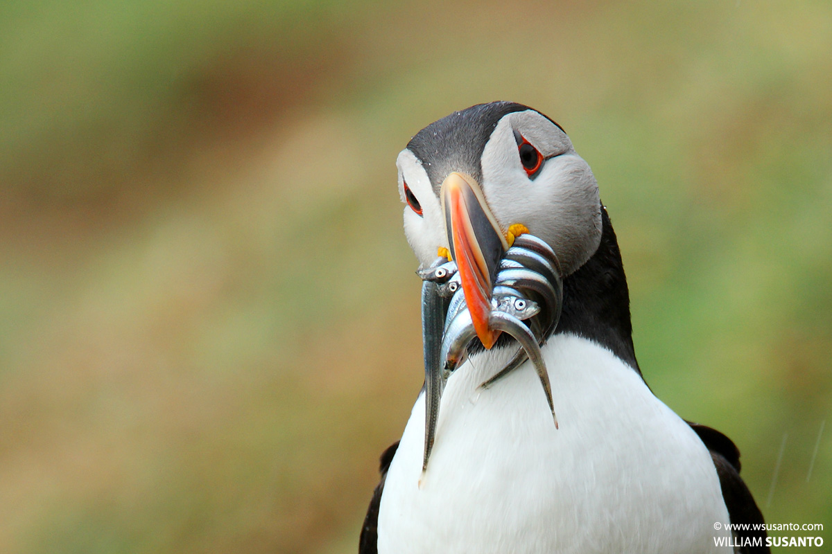 Puffin