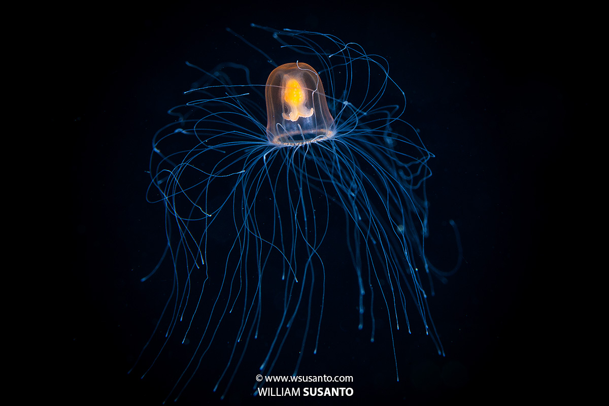 Immortal Jellyfish