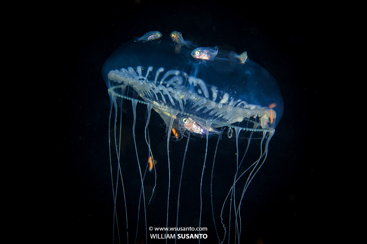 Aequorea Forskalea with drift fishes