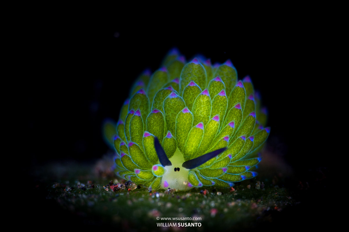 Shaun The Sheep Nudibranch