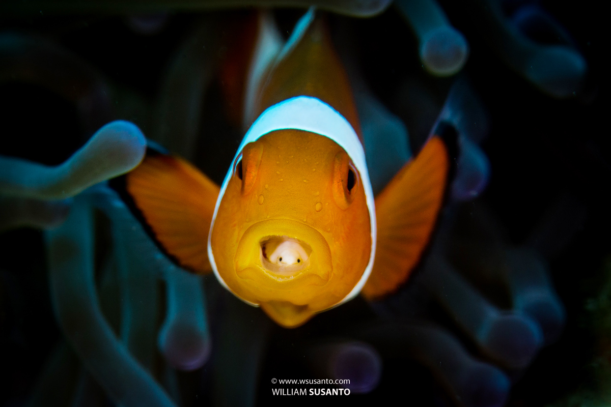 Anemonefish with Parasitic Isopod